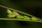 Ouachita Mountain sedge